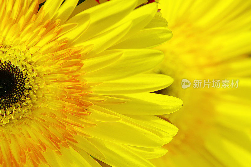 黄色Daisy-Gerbera 1